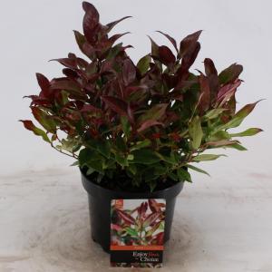 Druifheide (Leucothoe “Zeblid”) heester - 25-30 cm - 9 stuks