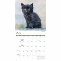 Zwarte Kittens Kalender 2026 - thumbnail