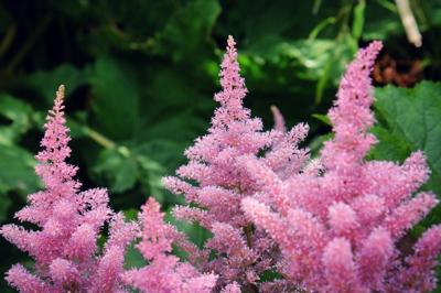 Spirea
