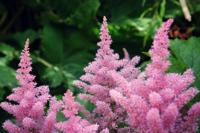 Spirea - thumbnail