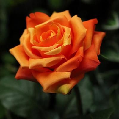 Kunst Rozentak Classic 46cm Oranje