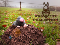 Wild Life Dog Mol - thumbnail