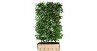 Kant & klaar haag Fagus sylvatica 200 x 100 cm breed Groene beuk Quickhedge - Quickhedge - thumbnail
