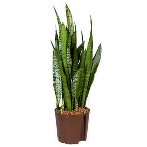 Sansevieria zeylanica L hydrocultuur plant