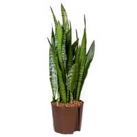 Sansevieria zeylanica L hydrocultuur plant - thumbnail