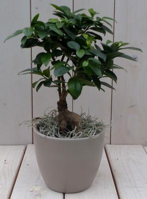 Bonsai Ficus microcarpa taupe pot 30 cm Warentuin Natuurlijk - Warentuin natuurlijk