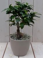 Bonsai Ficus microcarpa taupe pot 30 cm Warentuin Natuurlijk - Warentuin natuurlijk - thumbnail