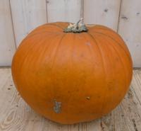 Pompoen 30 tot 40 cm Cucurbita Warentuin Natuurlijk - Warentuin natuurlijk - thumbnail