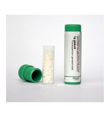 Cochlearia officinalis 30K