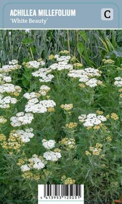 Vips Achillea millefolium White Beauty - Duizendblad Vips Achillea millefolium White Beauty - Duizendblad