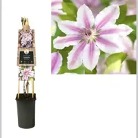 Roze bosrank (Clematis "Nelly Moser") klimplant - thumbnail