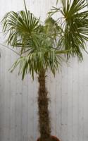 Winterharde Palmboom stamhoogte 100 cm en hoogte 225 cm Trachycarpus Warentuin Natuurlijk - Warentuin natuurlijk - thumbnail