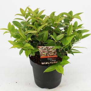 Druifheide (Leucothoe “Lovita”) heester - 25-30 cm - 9 stuks