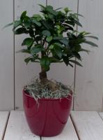 Bonsai Ficus microcarpa rode pot 30 cm Warentuin Natuurlijk - Warentuin natuurlijk - thumbnail