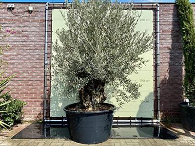 Olijfboom - Bonsai