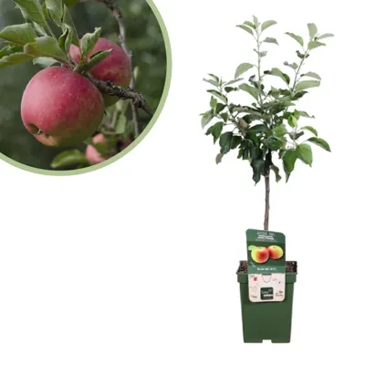 Malus domestica Jonagold - Appelboompje - P23