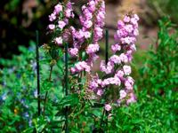 Nature Plantenstok kunststof l90cm d8mm - thumbnail