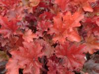 Purperklokje - thumbnail