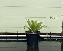 Agave - Attenuata - hoogte 50 cm