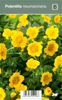 Vips Potentilla neumanniana - voorjaarsganzerik - thumbnail