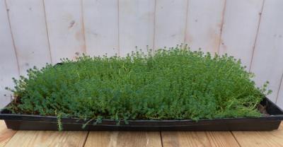 Sedum mat dak in plastic tray 30x50cm Warentuin Natuurlijk - Warentuin natuurlijk