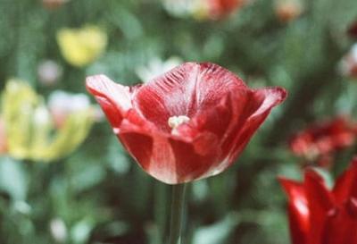 Wolfen Color Classic NC500-36 filmrol, 36 opnames incl. ontwikkeling + fotoafdrukken 10x15 Wolfen Color Classic NC500-36 filmrol, 36 opnames incl. ontwikkeling + fotoafdrukken 10x15