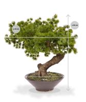 Pinus Bonsai kunstplant in schaal 40cm - thumbnail