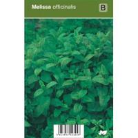 Citroenmelisse (melissa officinalis) kruiden - 12 stuks - thumbnail
