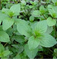 Groene Munt zaden - Kruizemunt - thumbnail