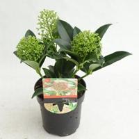 Skimmia (Skimmia Japonica “Marlot”) heester - 10-15 cm (P9.5) - 18 stuks - thumbnail