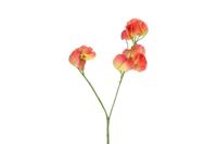 Decostar zijdebloem Lathyrus oradus 40 cm zalm - thumbnail