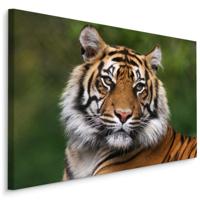 Schilderij - Bengaalse Tijger, premium Print, 5 maten - thumbnail