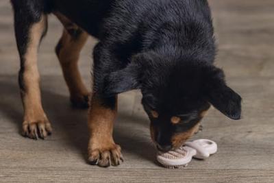 Puppy rub dental fopspeen roze