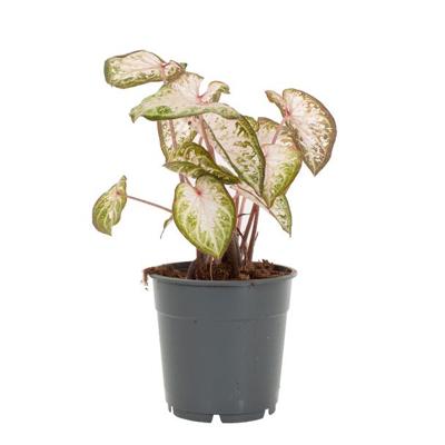 Caladium Pink Gem - P 12 cm Caladium Pink Gem - P 12 cm