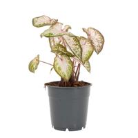 Caladium Pink Gem - P 12 cm - thumbnail