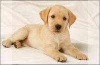 Kangaro K-0014D108 Bureauonderlegger PP 38x58cm Dessin Labrador Wit - thumbnail