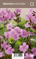 V.I.P.S. Saponaria ocymoides - zeepkruid P9 - thumbnail