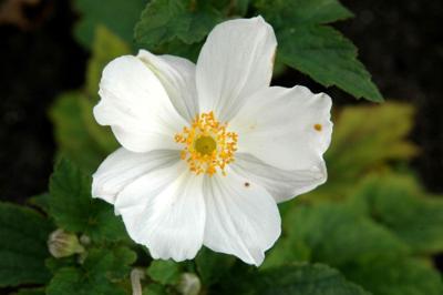 Anemone hybrida Honorine Jobert Samplant - Samplant