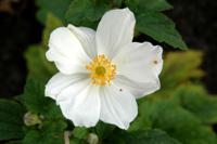 Anemone hybrida Honorine Jobert Samplant - Samplant - thumbnail