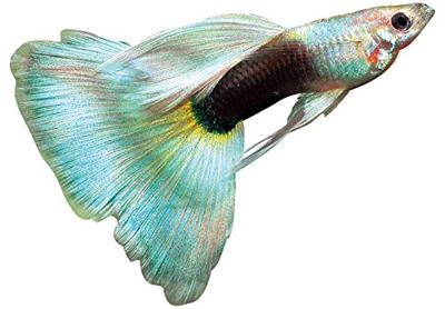 Sera Guppy Gran Nature 100ml - Voer voor Siervissen met 4% Spirulina, Zonder Kleurstoffen