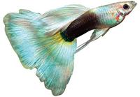 Sera Guppy Gran Nature 100ml - Voer voor Siervissen met 4% Spirulina, Zonder Kleurstoffen - thumbnail