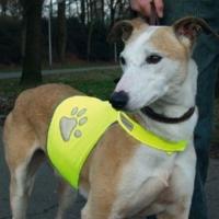 Trixie reflecterend veiligheidsvest - thumbnail