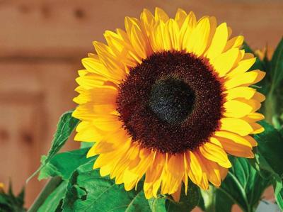 Zonnebloem uitgelicht 70x50cm Tuinschilderij Customize-it - Customize it