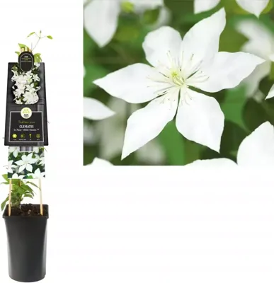 Witte bosrank (Clematis "SoMany® White Flowers" PBR) klimplant