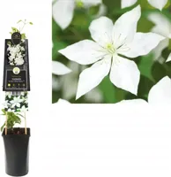 Witte bosrank (Clematis "SoMany® White Flowers" PBR) klimplant - thumbnail