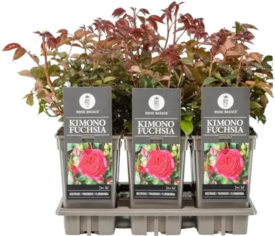 Rosa 'Kimono Fuchsia' (Roos) 45cm