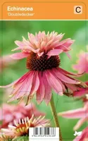 V.I.P.S. Echinacea ''Doubledecker'' - zonnehoed P9 - thumbnail