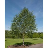 Witte himalayaberk - thumbnail