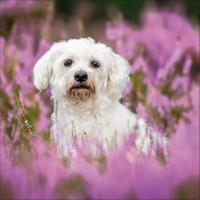 Honden Kalender 2026 - thumbnail