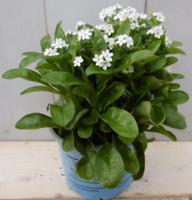 3 stuks! Vergeet-mij-nietje wit Warentuin Natuurlijk - Warentuin natuurlijk - thumbnail